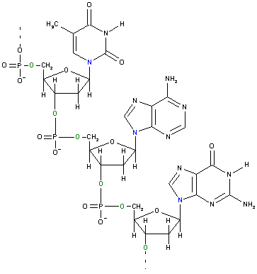 polinucleótido