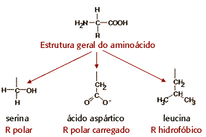 Aminoácidos:Estrutura geral